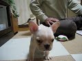 French Bulldog Puppy \"Fuku\" no.005