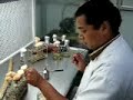 Inoculation into agar slant Inoculation into agar slant