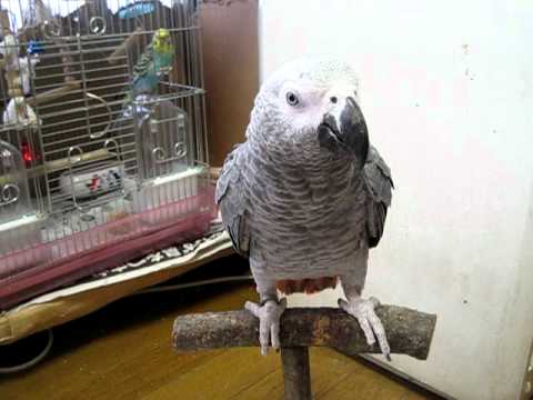 「[ペット]大型インコのヨウムが『ウンコしたい』をしゃべりまくりな件。」のイメージ