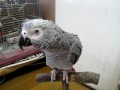 [ペット]大型インコのヨウムが『ウンコしたい』をしゃべりまくりな件。のサムネイル1