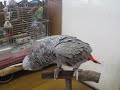 [ペット]大型インコのヨウムが『ウンコしたい』をしゃべりまくりな件。のサムネイル2