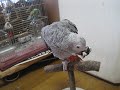 [ペット]大型インコのヨウムが『ウンコしたい』をしゃべりまくりな件。のサムネイル3