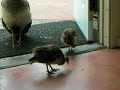 Baby Peacock feeding 07/21/2008 - Part II