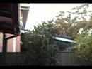 Birds in Frank\