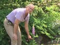 \"The Happening\" and Plant Science \"The Happening\" and Plant Science