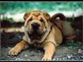 SHAR PEI PUPPIES by Eduardo Durán Haedo