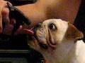 Miniature Aussie Bulldog Zia - on a hot night