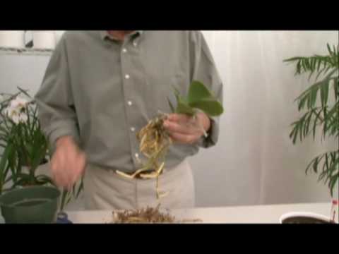 how to transplant ice orchids