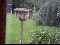collard dove on the bird table