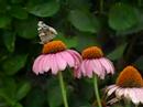 Butterfly on a Coneflower Butterfly on a Coneflower