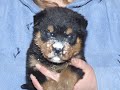 For Tyke For Tyke