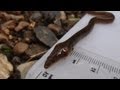 Eel enthusiasm for ZSL elver monitoring
