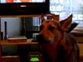Howling Chief