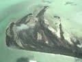 Cessna Over Bacalar lagoon (Music) Cessna Over Bacalar lagoon (Music)