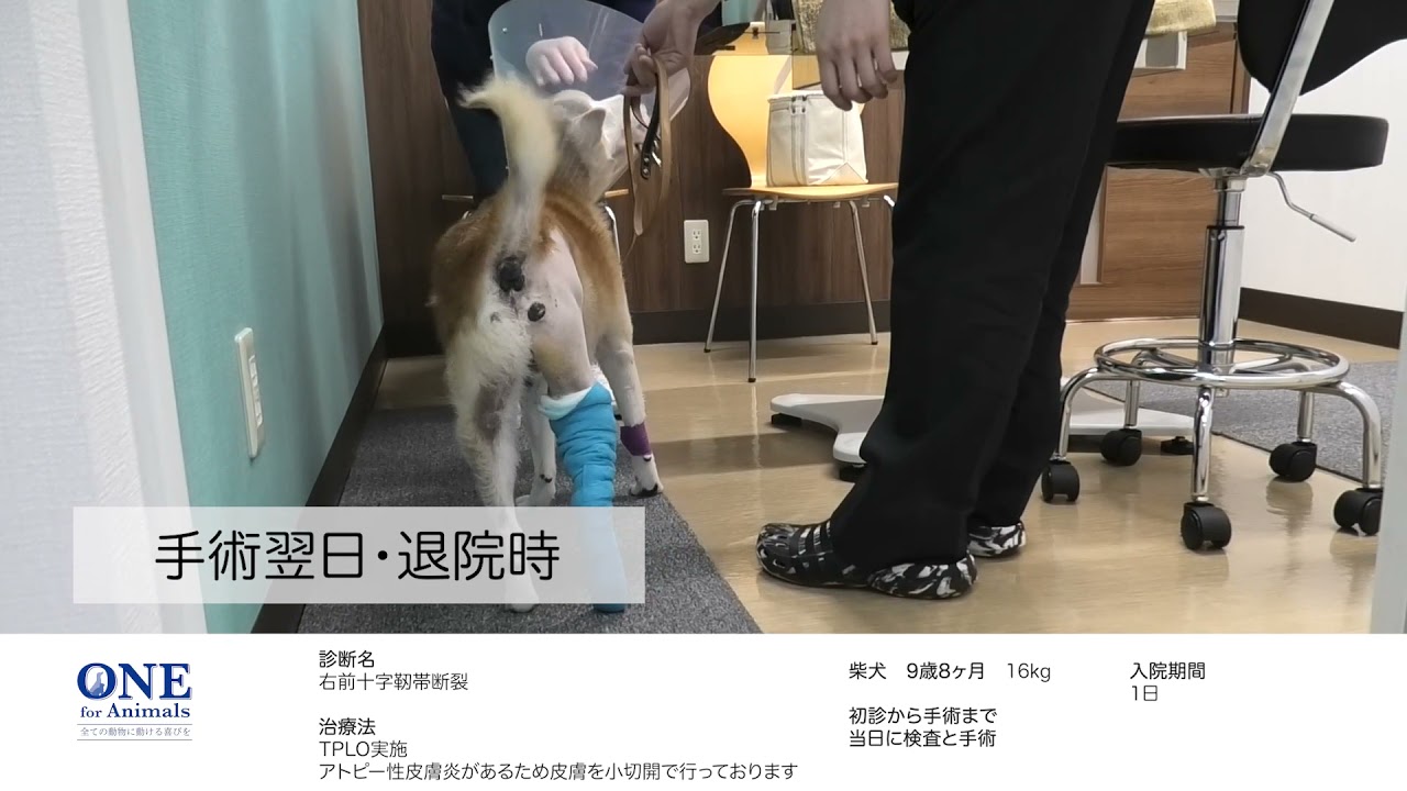 右前十字靭帯断裂（柴犬）の手術前後の歩行の経過