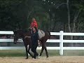 Perlis Equine 04