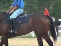 Perlis Equine 04