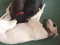 Greyhounds with their furry & feathered friends Greyhounds with their furry & feathered friends