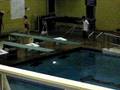 videos de shai's first dive meet