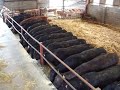 Feeding time in the cow shed....
