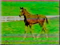 Dan Fogelberg - Run For The Roses