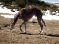 Galgo revolcón