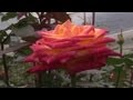 Colombia's flower industry blossoming