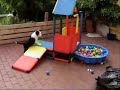 Racy Rascals - Bobtail puppies playing