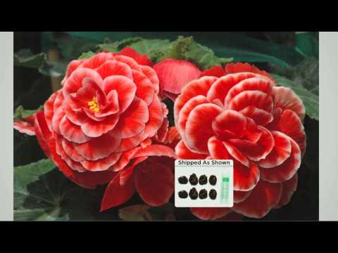 how to fertilize begonias