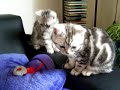 Kittens and a mouse Kittens and a mouse