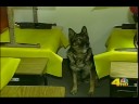 All States K-9 Cell Phone Detection Dogs - KNBC TV