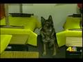 All States K-9 Cell Phone Detection Dogs - KNBC TV