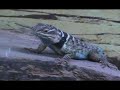 spiny lizard mating dance spiny lizard mating dance