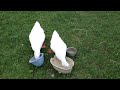 Click here to watch this video Pekin Ducks Are Eating Machines