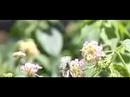 多摩動物公園の蝶(EX-F1・600FPS)