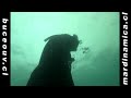 Campeonato Buceo Apnea