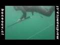 Campeonato Buceo Apnea