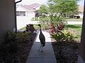 Look what was in our front yard today