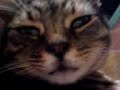 My lovely little fat boy Pilchard...