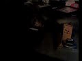Resy the posh boxer cat DON\ Resy the posh boxer cat DON\