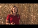 Miscanthus-What-is-i