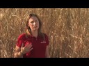 Miscanthus-What-is-i