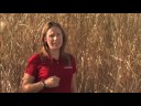 Miscanthus-What-is-i