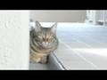 猫　廊下をおさんぽ