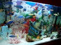 Malawi cichlids fish tank Galway 2 Malawi cichlids fish tank Galway 2