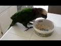 Junior, the hawkheaded parrot, eating cereal and cream of wheat for dinner