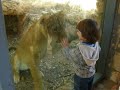 Big Kitty - Zoo lioness