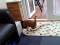 Hes a funny little bugger, but hours upon hours of entertainment - view to see why