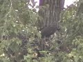 0724 Squirrel Causes Ruckus!