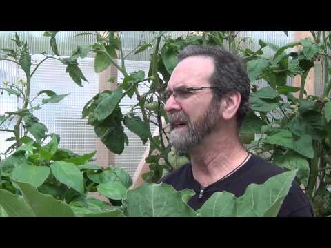 how to grow eggplant in greenhouse